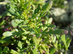 Senecio lautus, photograph (c) William Harland, some rights reserved (CC BY)