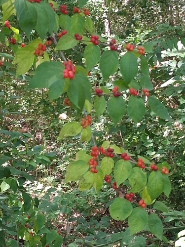 Amur honeysuckle