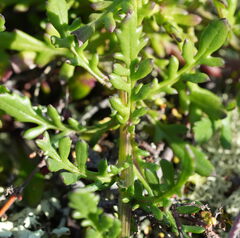 Senecio lautus, photograph (c) William Harland, some rights reserved (CC BY)