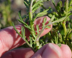 Senecio lautus, photograph (c) William Harland, some rights reserved (CC BY)