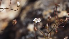 Nemacladus pinnatifidus