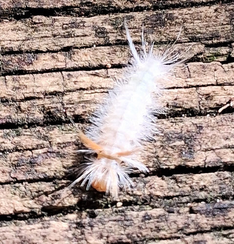 Sycamore Tussock Moth