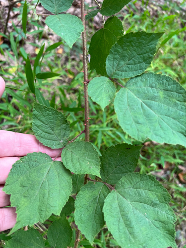 Rubus phoenicolasius