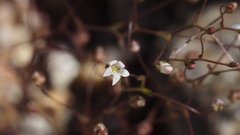 Nemacladus pinnatifidus