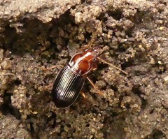 Trichotichnus vulpeculus