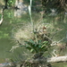 Tillandsia heterophylla - Photo 由 Arturo Hernandez 所上傳的 (c) Arturo Hernandez，保留部份權利CC BY-NC