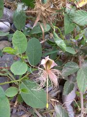 Capparis spinosa herbacea