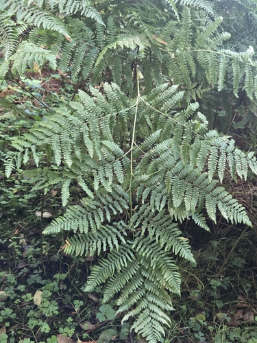 common bracken
