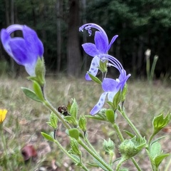Trichostema dichotomum