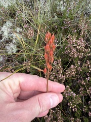 Narthecium ossifragum