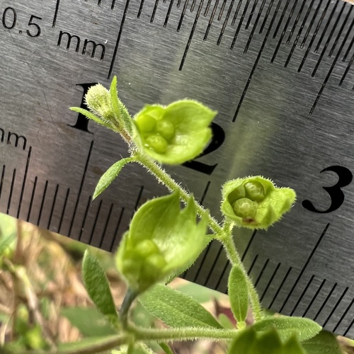 Trichostema dichotomum, photograph 1