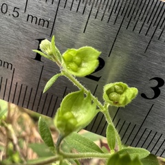 Trichostema dichotomum, photograph (c) Anne Parker, some rights reserved (CC BY)