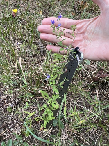 Trichostema dichotomum, photograph 4