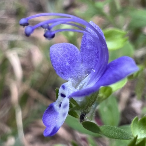 Trichostema dichotomum, photograph 3