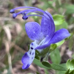 Trichostema dichotomum, photograph (c) Anne Parker, some rights reserved (CC BY)