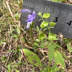 Trichostema dichotomum, photograph (c) Anne Parker, some rights reserved (CC BY)