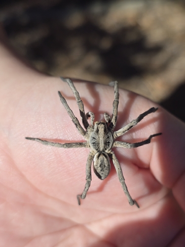 Carolina Wolf Spider