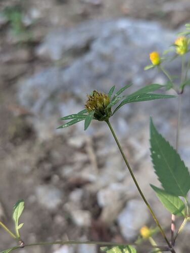 Bidens frondosa, photograph 1