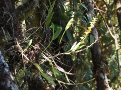 Epidendrum anoglossum