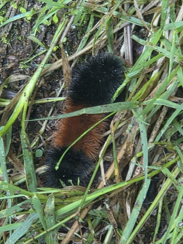 Isabella Tiger Moth
