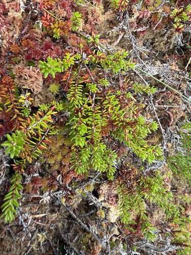 Empetrum nigrum