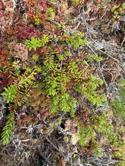 Empetrum nigrum