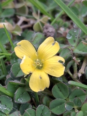Oxalis exilis