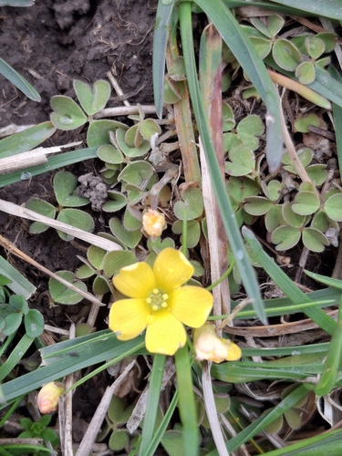 Oxalis exilis, photograph 2