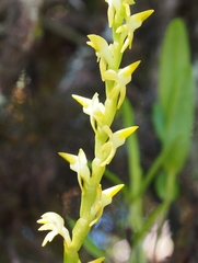 Epidendrum anoglossum