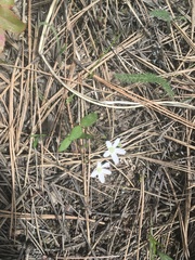 Claytonia lanceolata