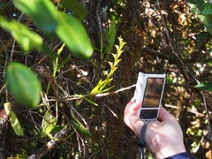 Epidendrum anoglossum