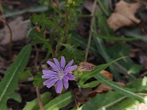 Наблюдение на iNaturalist