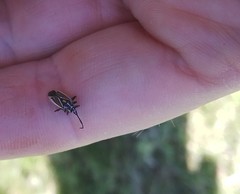 Horistus orientalis