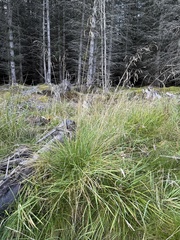 Deschampsia cespitosa