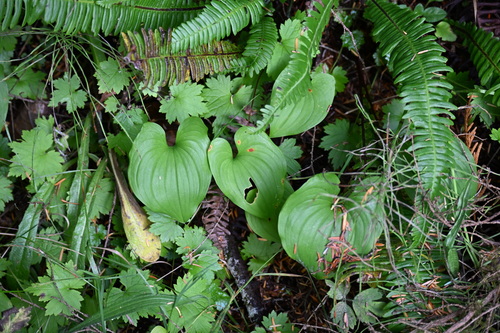 Maianthemum dilatatum