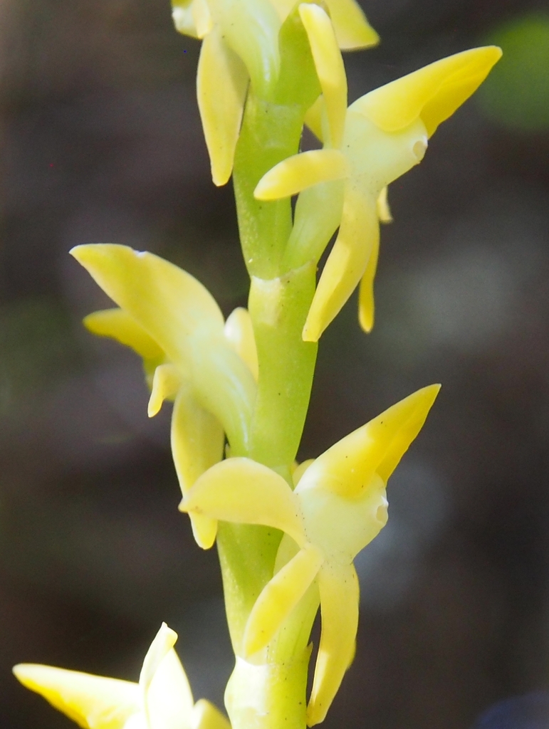 Epidendrum anoglossum