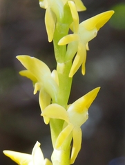 Epidendrum anoglossum image