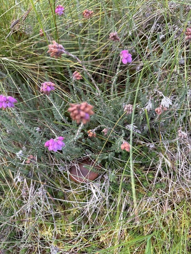Erica tetralix, photograph 1