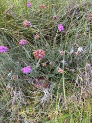 Erica tetralix