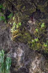 Pinguicula moranensis