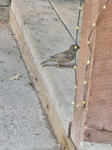 House Sparrow