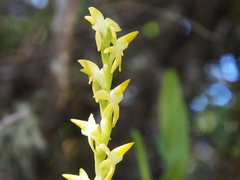 Epidendrum anoglossum