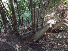 Ceratopetalum apetalum