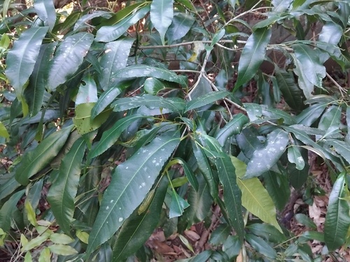 Ceratopetalum apetalum, photograph 3