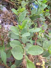 Capparis spinosa herbacea