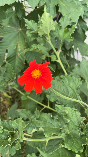 Red Sunflower