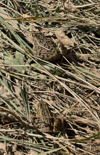 Northern Leopard Frog