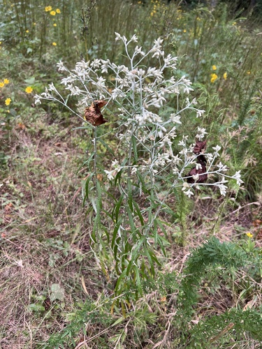 Pseudognaphalium obtusifolium