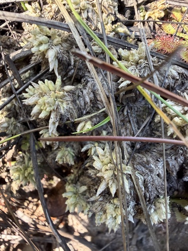 Sphagnum perichaetiale observed 2026-09-26