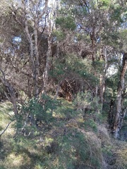 Melaleuca nodosa, photograph (c) Sofia Zvolanek, some rights reserved (CC BY)